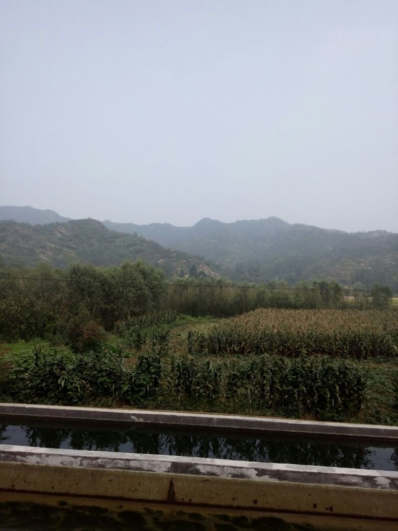 柳树种条2.5~3m