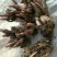 白芍芽，白芍苗，白芍种