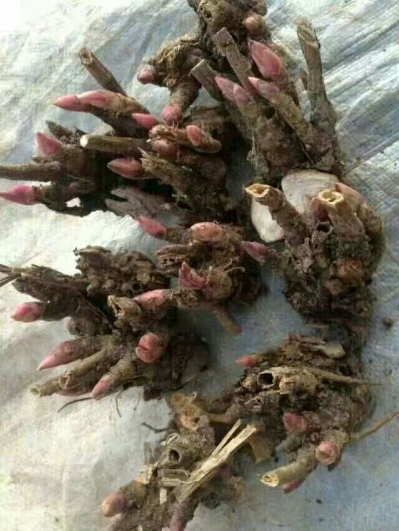 白芍芽，白芍苗，白芍种