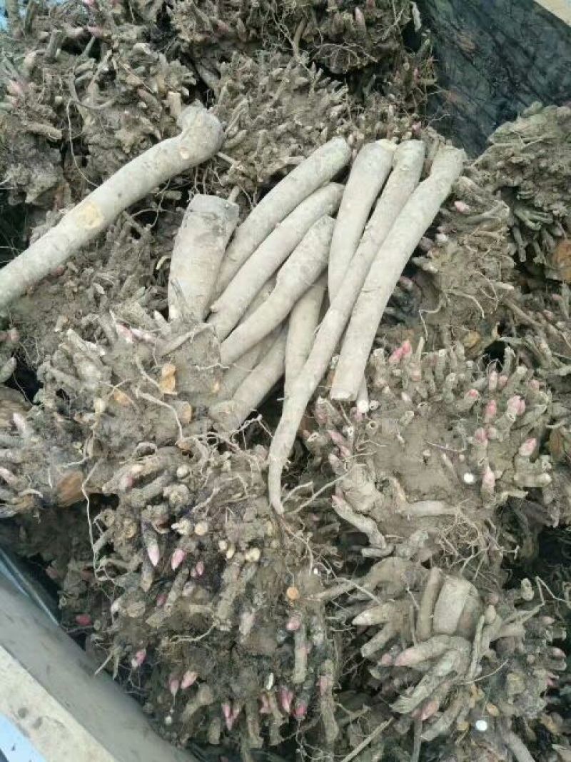 白芍芽，白芍苗，白芍种