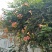 凌霄4~5cm泰安浩源园艺场长年销售凌霄