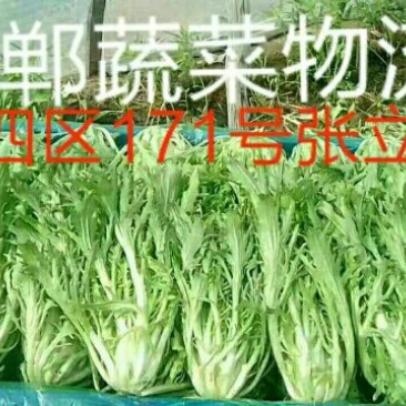 苦菊10~12cm