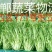 苦菊10~12cm