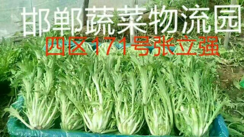 苦菊10~12cm