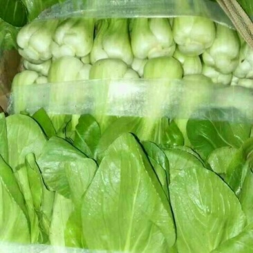 油菜3两以上