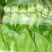 油菜3两以上