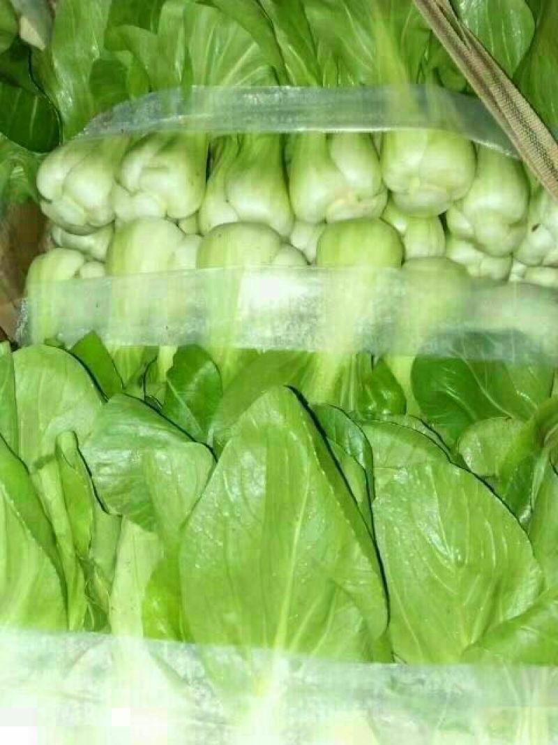油菜3两以上