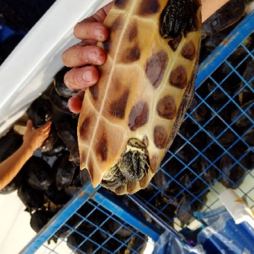 乌龟2斤以上