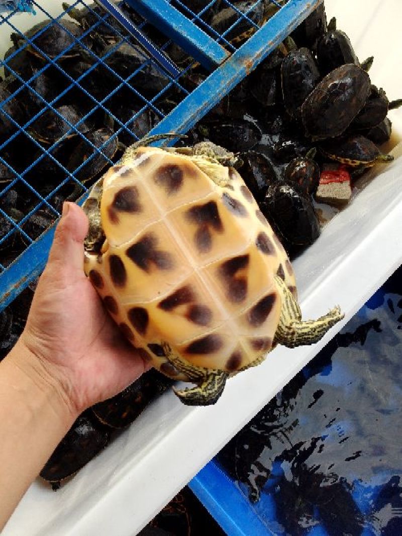 乌龟2斤以上