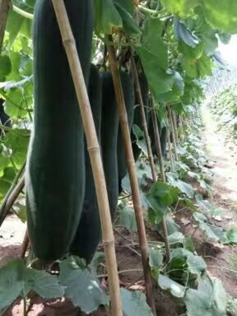 河南郸城优质黑皮冬瓜吊冬瓜
