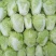 夏阳白菜二到三斤[火爆中]大量上市净菜上车干净整洁。