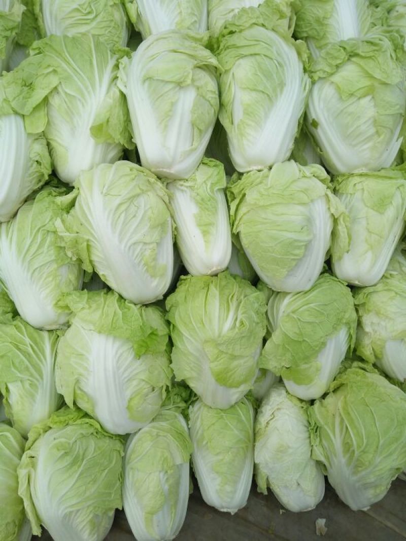 夏阳白菜二到三斤[火爆中]大量上市净菜上车干净整洁。