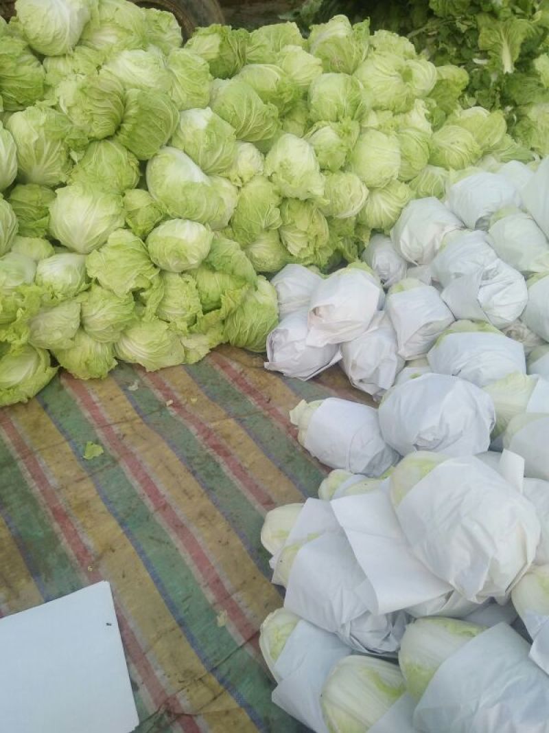 夏阳白菜二到三斤[火爆中]大量上市净菜上车干净整洁。