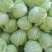 夏阳白菜二到三斤[火爆中]大量上市净菜上车干净整洁。