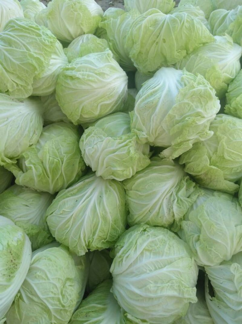 夏阳白菜二到三斤[火爆中]大量上市净菜上车干净整洁。