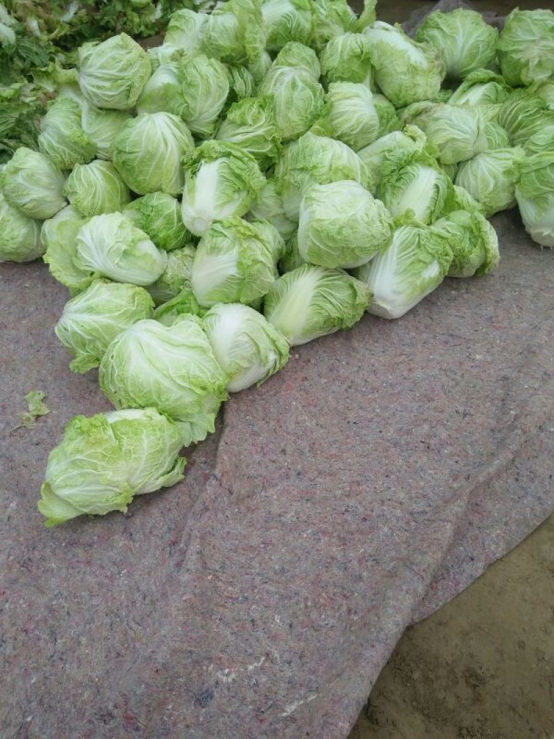 夏阳白菜二到三斤[火爆中]大量上市净菜上车干净整洁。