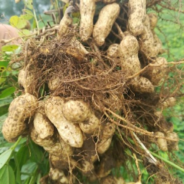 花生鲜货带壳