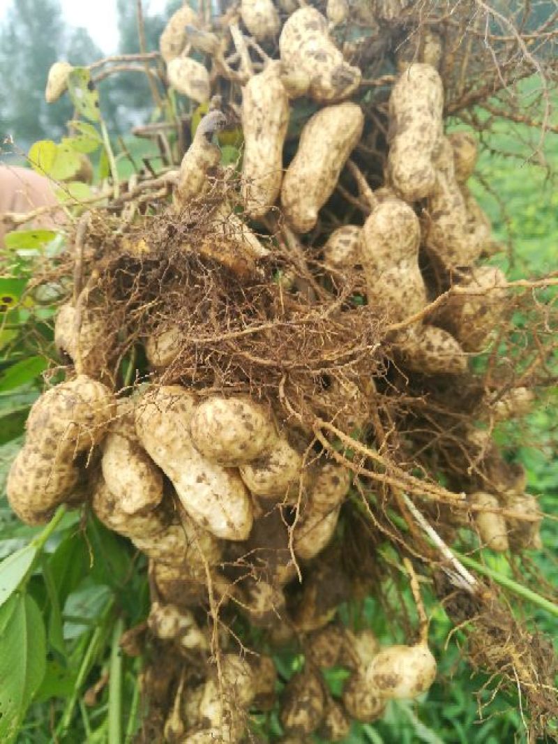 花生鲜货带壳