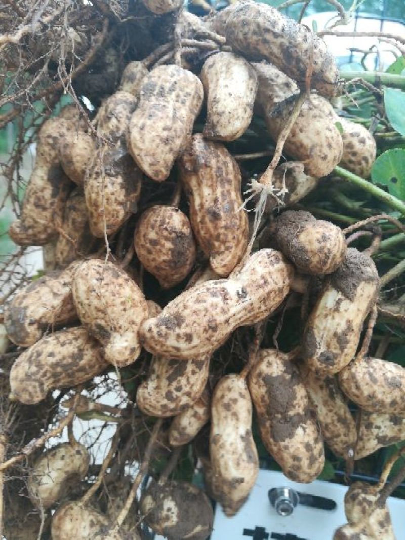 花生鲜货带壳