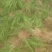 麦冬草