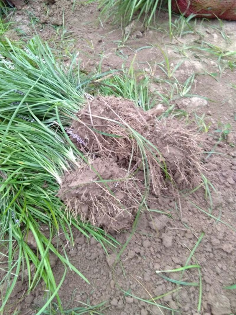 麦冬草