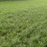 麦冬草