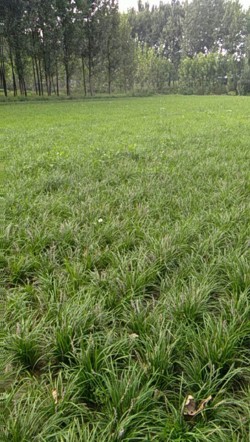 麦冬草