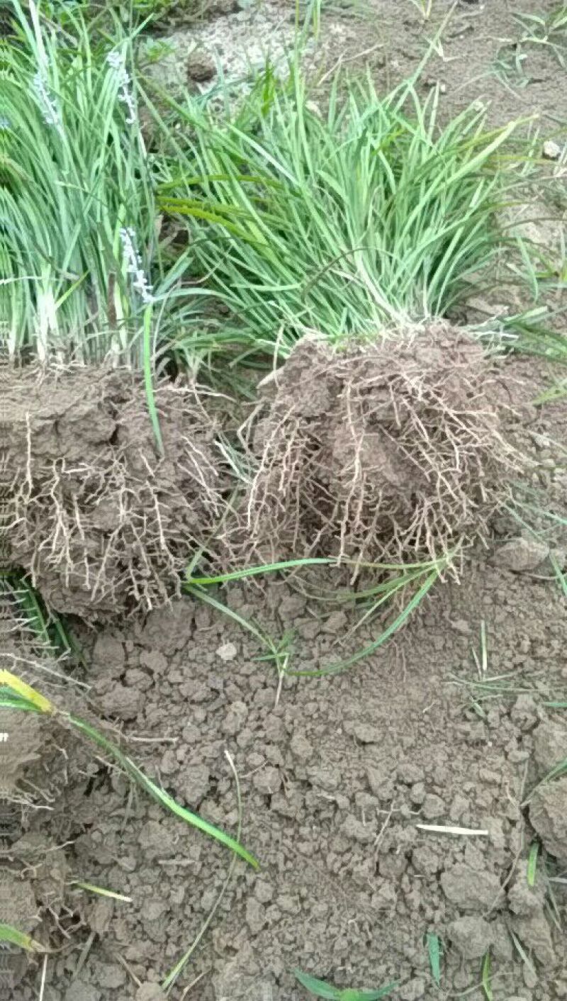 麦冬草