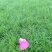 麦冬草