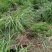 麦冬草