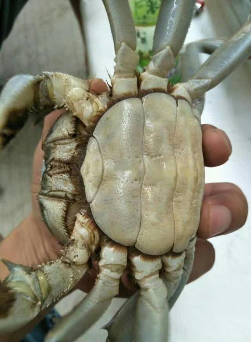 中华绒螯蟹食用1.7-1.9两(85g~9g)只雌
