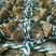 中华绒螯蟹食用1.7-1.9两(85g~9g)只雌