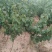 杏树2~4cm4cm以下1.5~2米油杏苗
