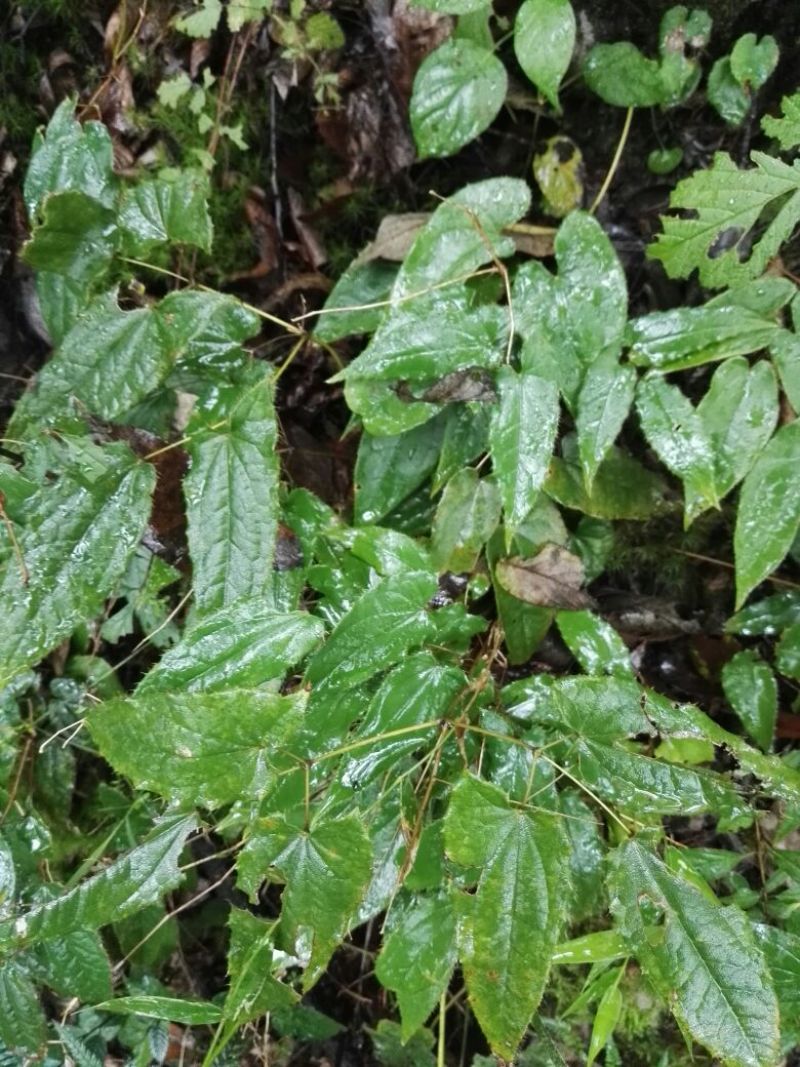 淫羊藿带头统