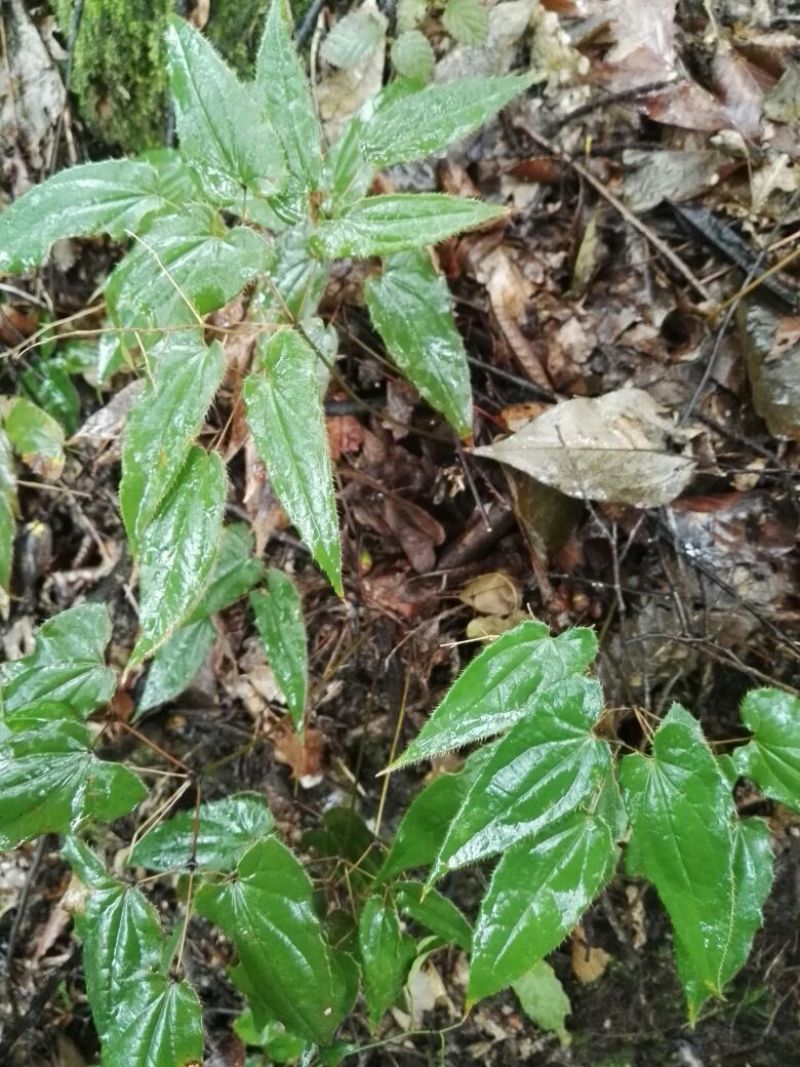 淫羊藿带头统