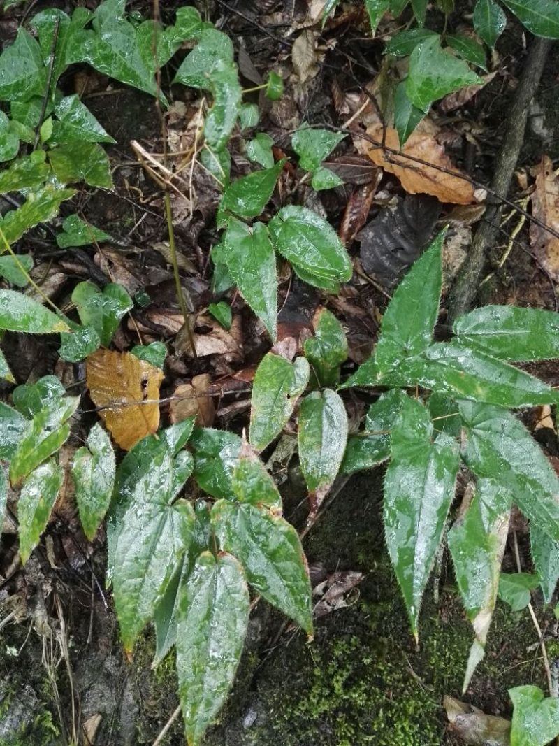 淫羊藿带头统