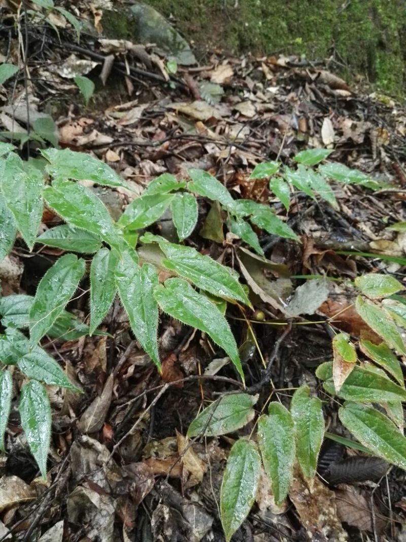淫羊藿带头统