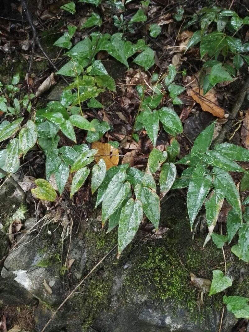 淫羊藿带头统