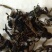 蒲公英茶河南1公斤起批无硫无添加不包邮只做正品