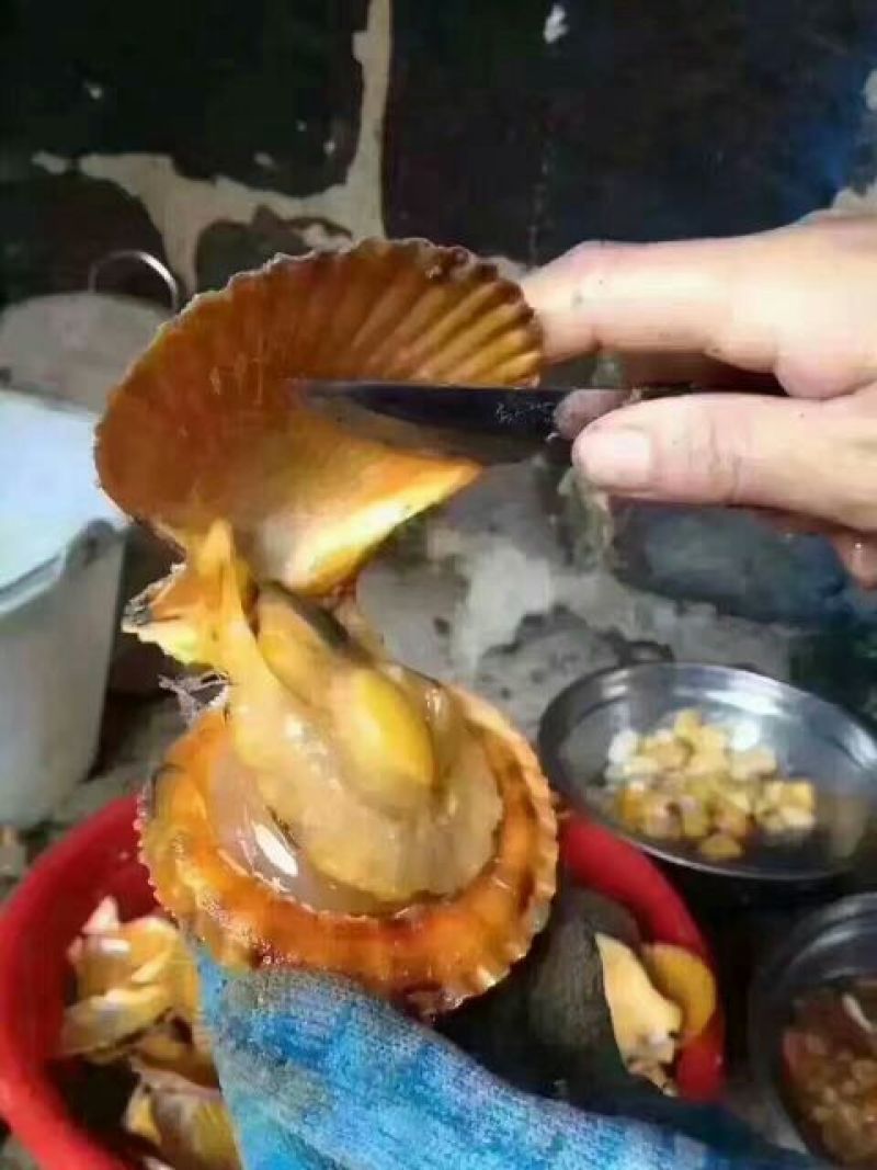 干瑶柱