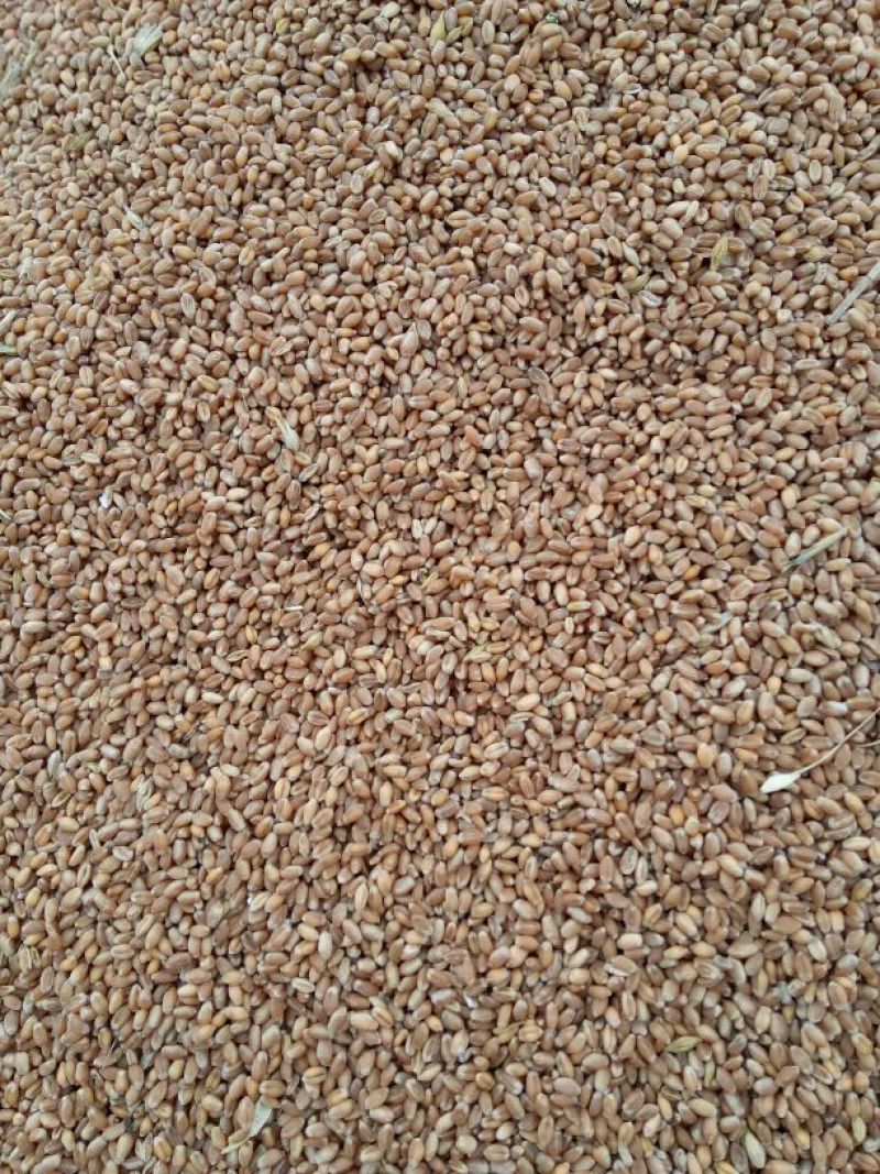 永良4号小麦12.5%以下