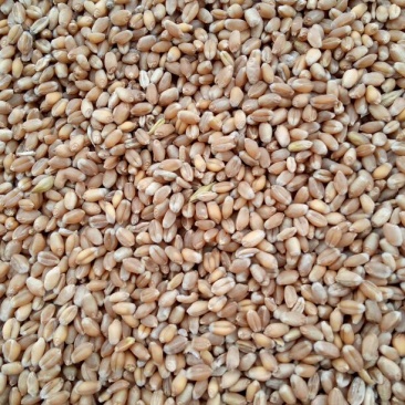 永良4号小麦12.5%以下