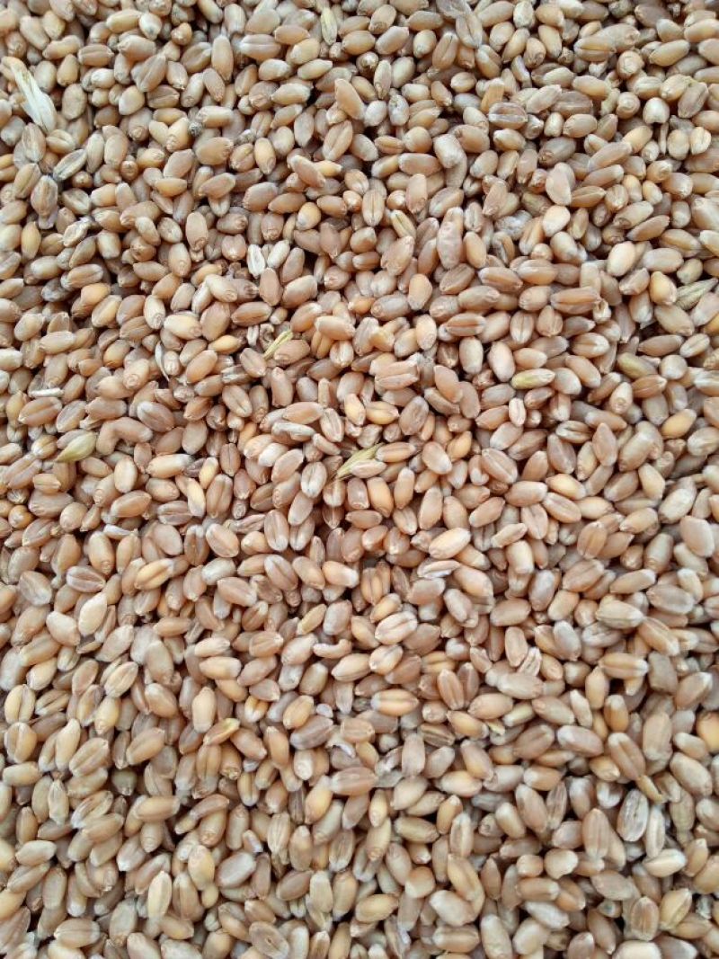 永良4号小麦12.5%以下