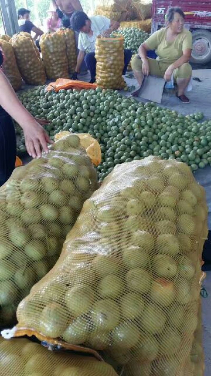 光皮核桃