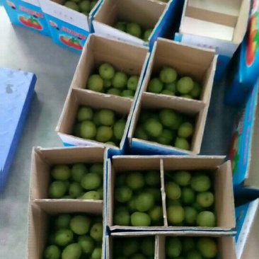 光皮核桃