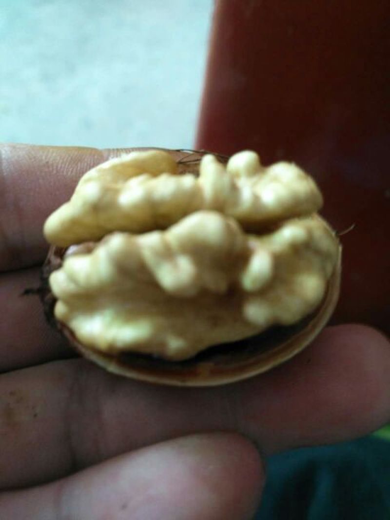光皮核桃