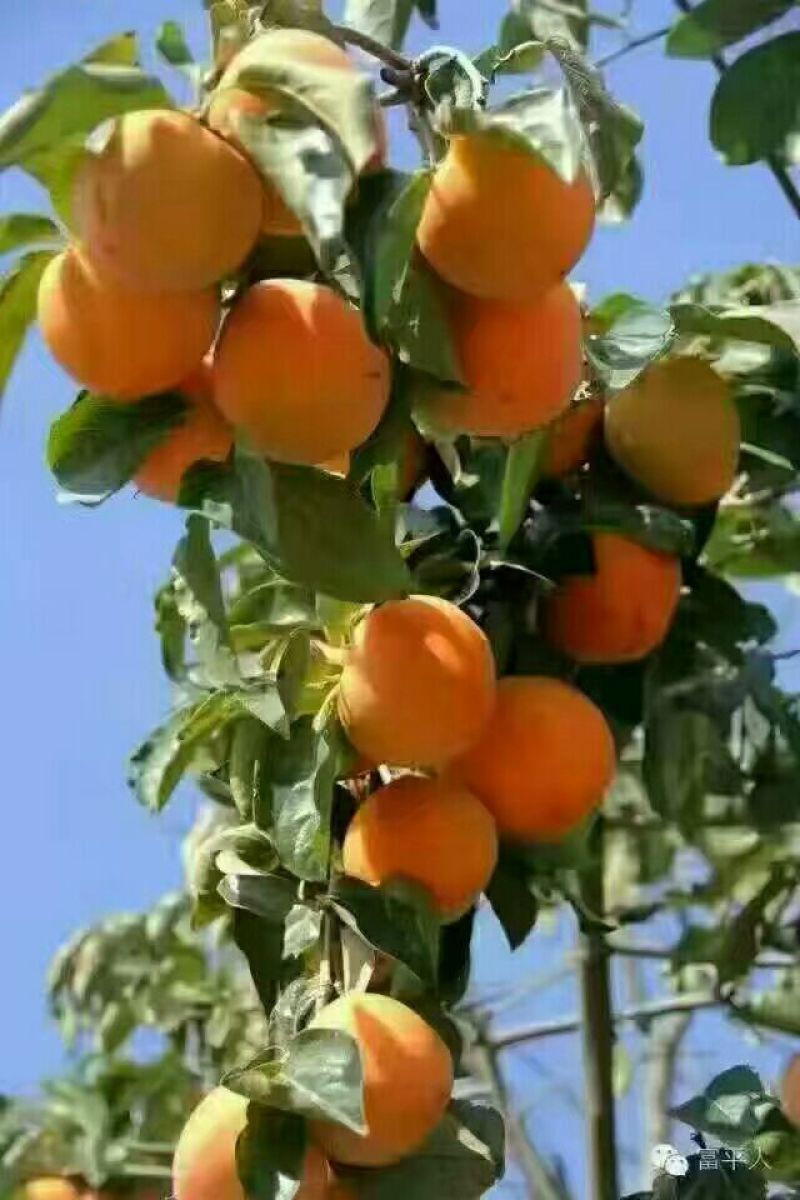 柿饼1~2两
