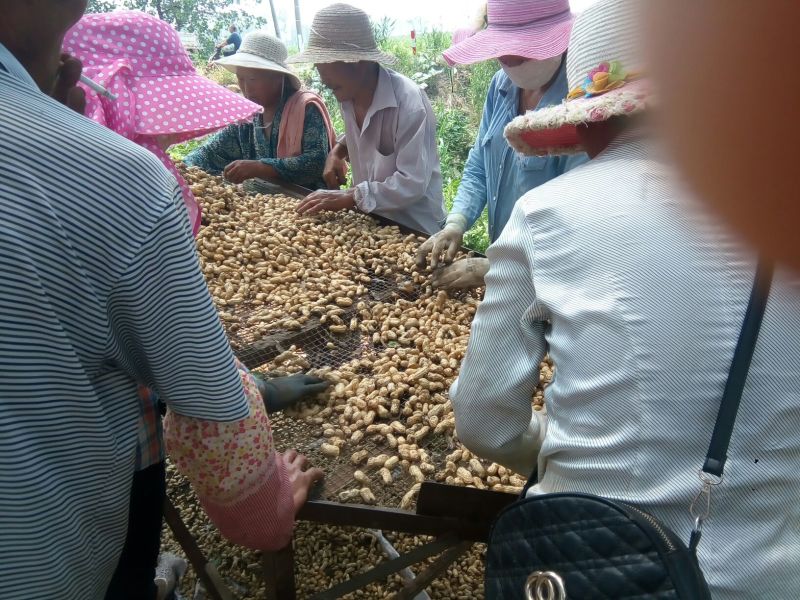 江苏鲜花生产地直发，白沙系列，鲜货带壳颗粒饱满过筛手捡果