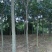 黄山栾树12~14cm10~12cm3.5~4米