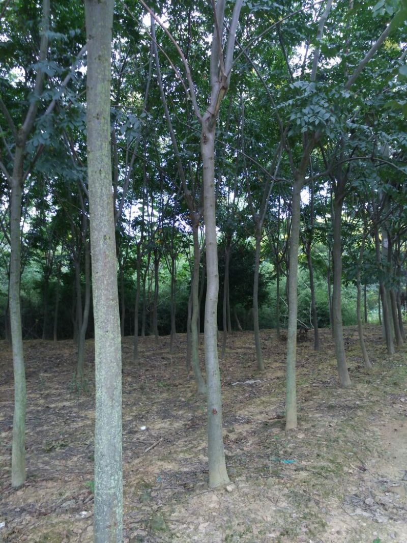 黄山栾树12~14cm10~12cm3.5~4米